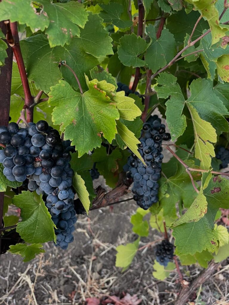 wine cellar and grapes