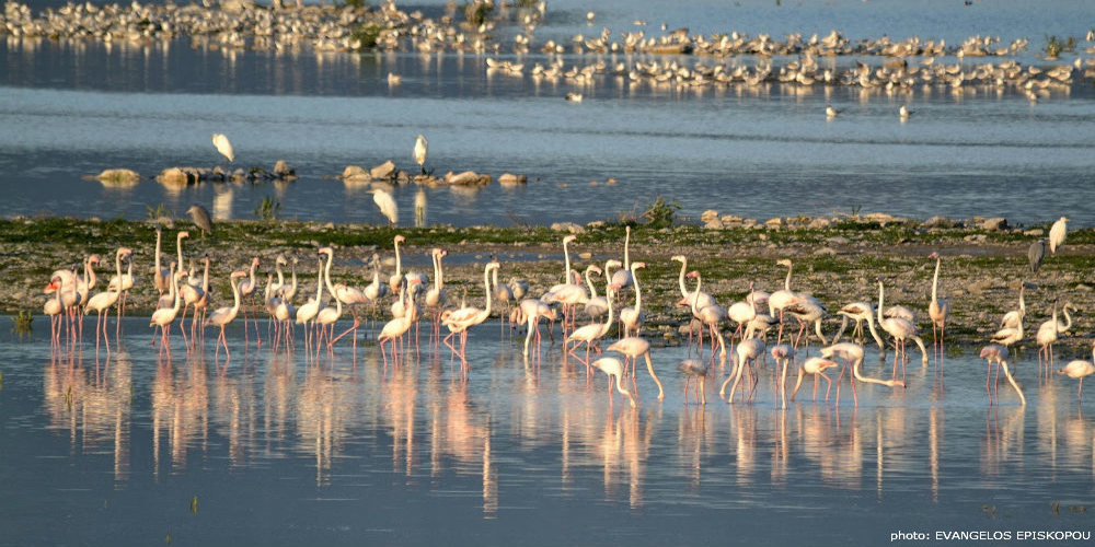 Delta Evros Flamingo