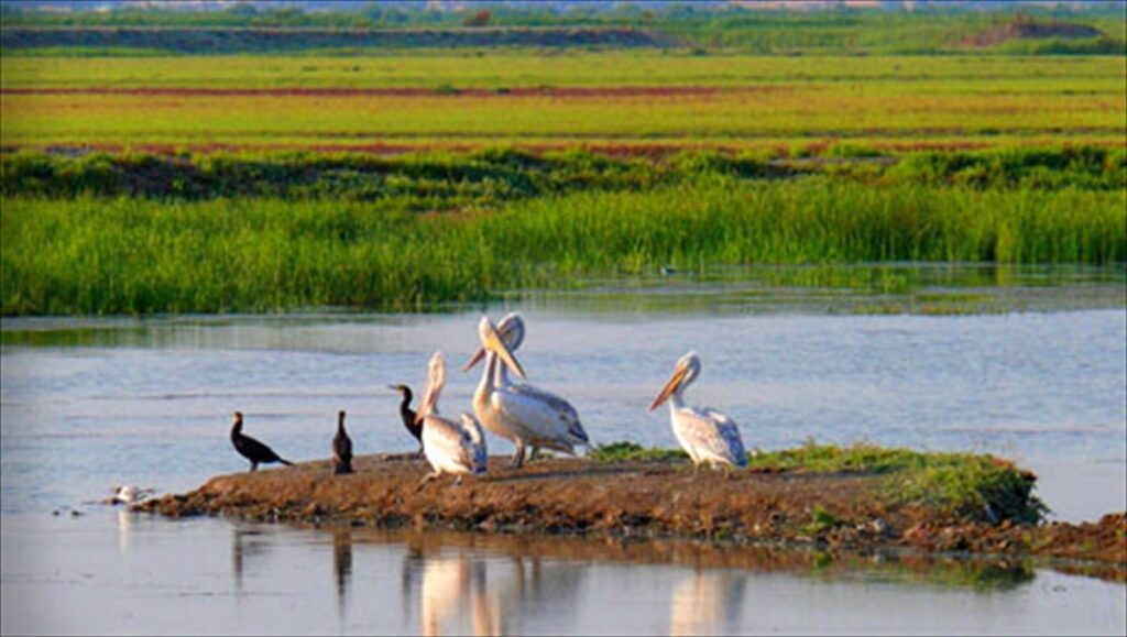 Delta Evros Bird watching