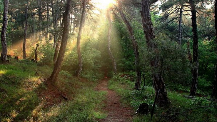 Dadia forest Evros