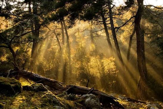 Dadia Forest evros